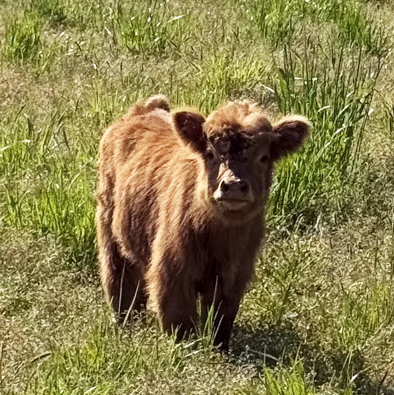 highland calf kobe mountain view manor enumclaw washington - Packages & Pricing Fluffy brown Highland cattle calf named Kobe stands in a green pasture at Mountain View Manor wedding venue in Enumclaw Washington near Seattle.