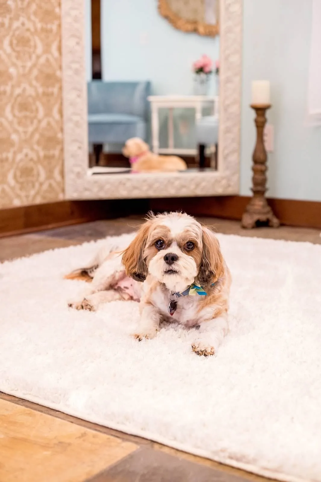 Adorable Shih Tzu dog resting on a white shag rug inside Mountain View Manor wedding venue in Enumclaw Washington near Seattle