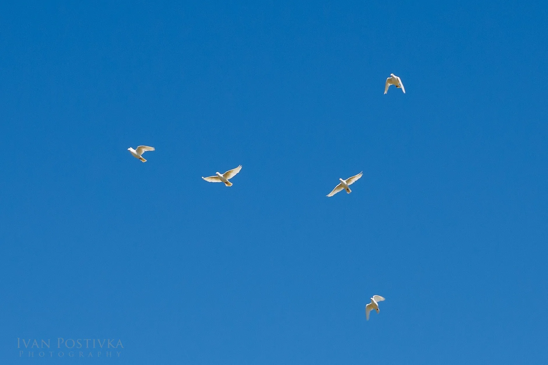 white doves released mountain view manor wedding enumclaw - Private Events Five white doves released in flight against a clear blue sky at a Mountain View Manor wedding in Enumclaw Washington near Seattle